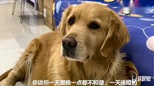 金毛的表情闷闷不乐，主人说：生气最丑，金毛立刻笑了，表情帝