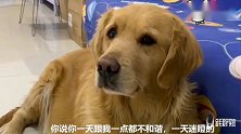 金毛的表情闷闷不乐，主人说：生气最丑，金毛立刻笑了，表情帝