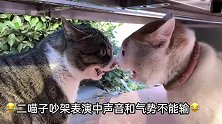 爆笑：白猫：你过来啊我不怕你 花猫：虽然不敢打你气势绝不输你