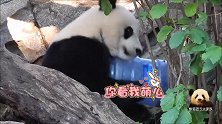 熊猫贝贝抱起水桶晃一晃，倒一倒，成功吃到了好吃的，真聪明