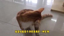 养一只身患绝症的小猫是什么体验？其实，女主人只有一个心愿