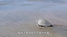海龟主动向人类求助，面对剧痛的手术，没有任何挣扎