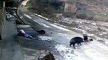 鳄鱼杀入野猪群，被野猪来了个“无影脚”，瞬间就悲剧了