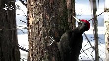 啄木鸟：大树你忍着痛，我来帮你“治病”来了