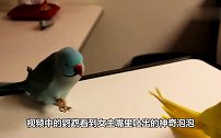 鹦鹉因为说脏话，被主人关了2年，患上“抑郁症”拔光掉自己羽毛