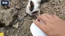 野外救了一只被打伤的小奶猫，带回家养好后送给好心人收养
