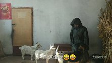 这主人太会玩了，全副武装出现在小羊面前，看小羊啥反应