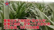 夏播玉米不用肥的“猛牛九号”，在江苏盐城播后65天的长势