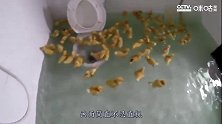和100只小鸭一起洗澡是体验？小伙忍不住测试，画面太巴适了！