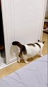我家猫对gui太好了萌宠 猫