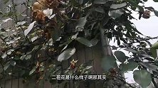 藤本月季二茬花为啥不开？看完你就懂了…