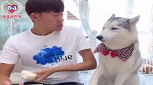 二哈跟主人要饭吃被拒，对着主人一顿扒拉，下一秒你们忍住别笑