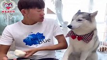 二哈跟主人要饭吃被拒，对着主人一顿扒拉，下一秒你们忍住别笑