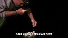 不要在亚马逊河流中小便，否则可能遭受一辈子都忘不了的痛苦