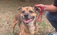 泪目！主人去世 现实版忠犬八公痴守医院3个月
