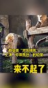 真实版“河东狮吼”上演“你来我往”的较量 搞笑  狮子  动物