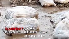 涿州养殖户近千只羊淹死，哭着将死羊一只只打包运走：让人传染病死不瞑目
