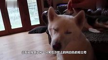 给狗狗用脑袋按摩仪会怎样看二哈这表情，应该是很爽