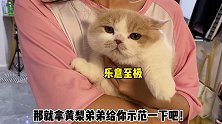 黄桃不仅智商有问题 眼神也有问题？猫咪的迷惑行为 沙雕 金牌潮宠官 萌宠头号玩家 天猫