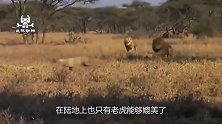 百兽之王遇对手，穿山甲让狮子无奈离去！穿山甲：咬得动吗？