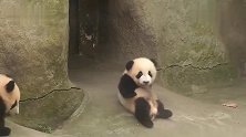 熊猫：总有刁民想害朕！这坡谁修的快给我站出来！