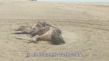 海滩出现“神秘生物”，头长绒毛体长5米，有人说是外星人！