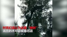 湛江“神树”不停流水 村民供奉排队取水
