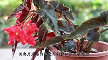 四季海棠不会繁殖？把这个方法学会，成活率高根系大又白