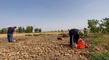 甘肃农村奶奶挖土豆，满地大大小小的个头，1小时就挖完了