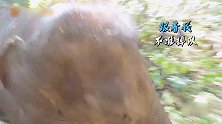 黄子韬尹正“放养”大象被萌化！这些都是什么绝世小可爱