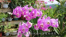 高温期养石斛兰，最怕3件事，一件都不要碰