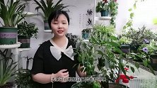 种辣椒枝繁叶茂，坐果率低，这7个坑，你踩了几个？快看看