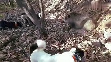这是谁家的狗子，野猪也不在话下