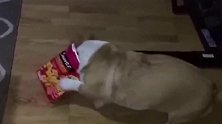 狗狗偷吃零食，头进去出不来了，看着就很搞笑！