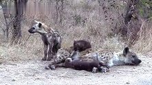 鬣狗群的温馨时光：鬣狗妈妈哺育幼崽，尽显母爱的温情