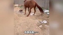 搞笑配音狗子欺负马，个子虽小脾气大！
