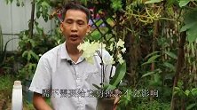 牢记2招，能让断了根的蝴蝶兰，快速恢复活力健壮