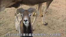 骆驼吃了山羊的草料，山羊：看我这小眼神，怕不怕！