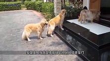 朋友家的四条金毛犬，进门前先排队把脚擦干净，太聪明了