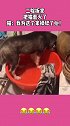 二哈拆家把猫惹火了，猫：我为这个家操碎了心.
