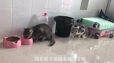 不管多凶的气势和内心独白，都只是为你的怂蛋行为做铺垫