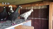 信鸽鉴赏：鸽舍里的黑鸽、杂色鸽，有你看好的鸽子吗？