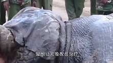 一头大象步履蹒跚走在草原上，众人上前一查看，立刻将它推倒