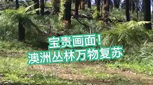 极宝贵画面！延时摄影记录山火后的澳洲丛林：植被生长 万物复苏