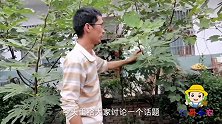 话题讨论：无花果树苗生长3到5年，到底有多粗？