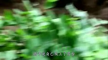 母亲只顾玩手机，孩子意外跌入4米猩猩园，镜头记录全过程！