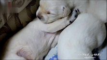 五只还没睁开眼睛的小拉布拉多犬！软软的小肉垫太萌了！