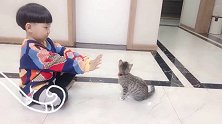 上个视频“排山倒海”200多万点赞，看看这只能“排”多少训猫日常 上热门