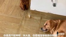 金毛贪睡不起，主人骗它说：尾巴有虫子，金毛立刻惊醒，看着尾巴
