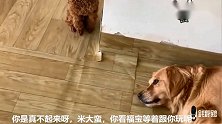 金毛贪睡不起，主人骗它说：尾巴有虫子，金毛立刻惊醒，看着尾巴